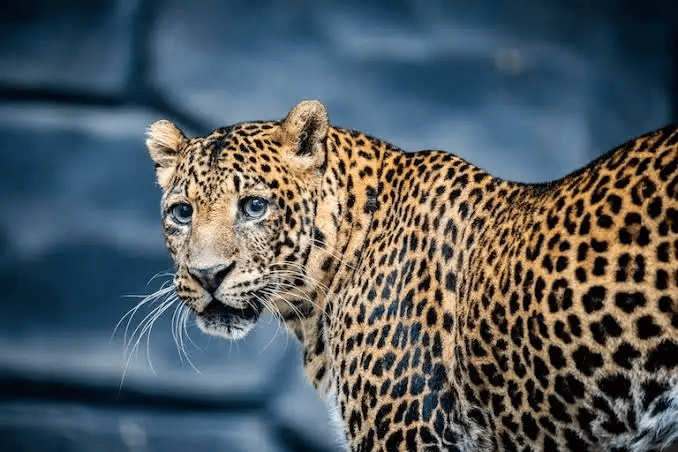 Javan Leopard
